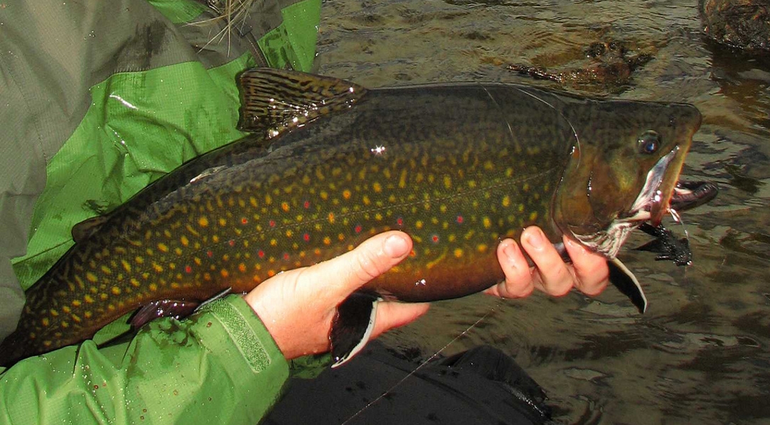 maine_brook_trout_top - Canoe the Wild