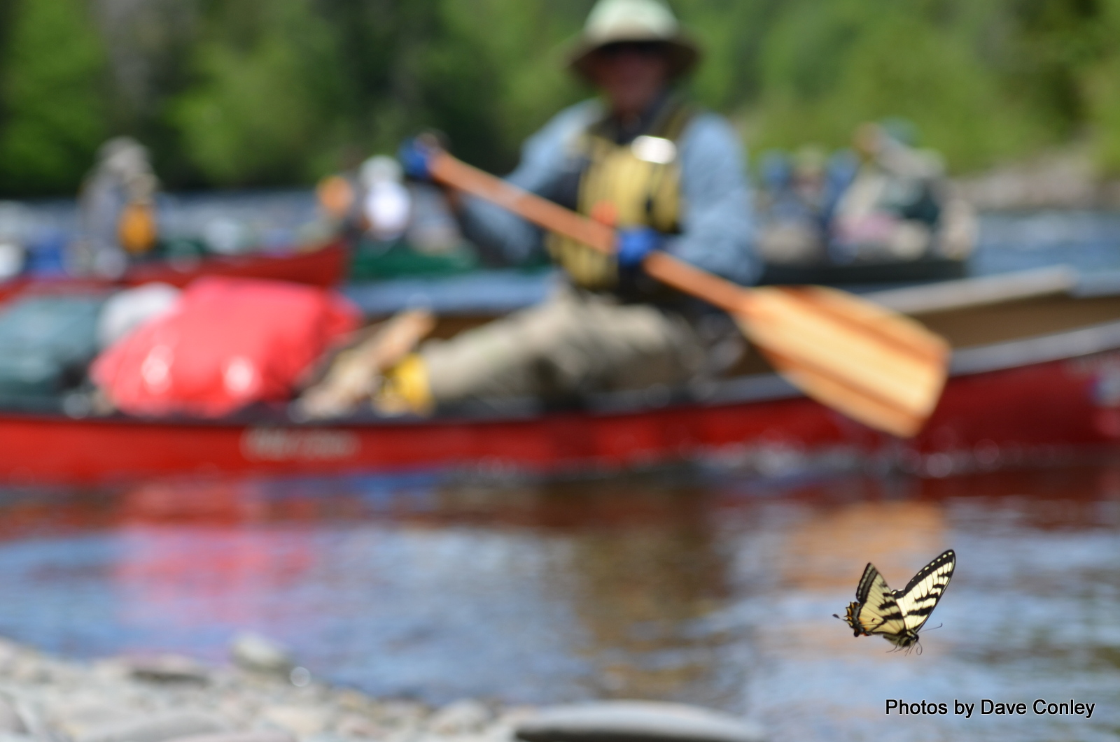 Cascapedia River butterfly Canoe the Wild